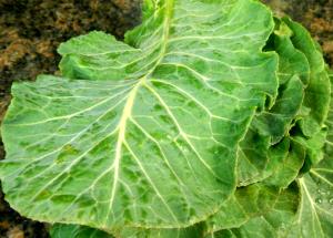 1 10 Oz Frozen Package Yields Cooked Collards (from Frozen, Fat Not Added in Cooking)