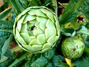 1 Artichoke Artichoke, Raw (Globe Or French)