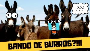 1 burro (199 g) Chicken Burro