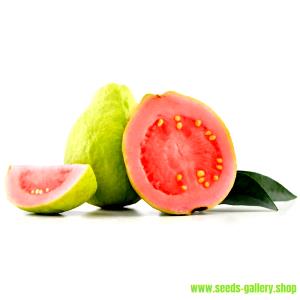 1 Common Guava