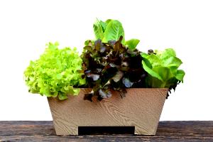 1 container Garden Salad