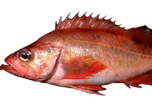 1 Cubic Inch Boneless Steamed or Poached Ocean Perch