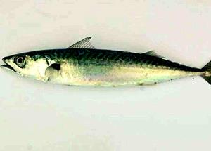 1 Cubic Inch Jack Mackerel (Drained Solids, Canned)