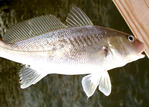 1 Cubic Inch, With Bone (yield After Bone Removed) Baked or Broiled Croaker