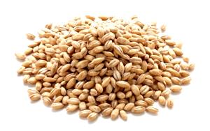 1 cup (140 g) Barley & Lentils