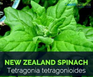 1 Cup (180.0 G) New Zealand Spinach, cooked