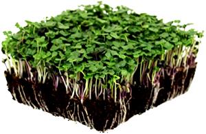 1 cup (25 g) Organic Micro Greens