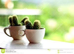 1 Cup Cactus