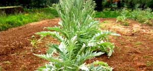 1 Cup Cardoon, Raw