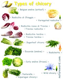 1 Cup Chicory Endive, Chicory, Escarole or Romaine Lettuce