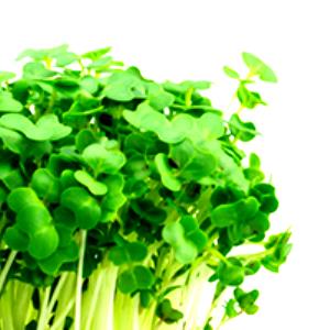 1 Cup Cooked Cress (Fat Added in Cooking)