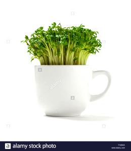 1 Cup Cress