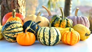 1 Cup Cubed, All Varieties Baked Winter Type Squash (Fat and Sugar Added in Cooking)