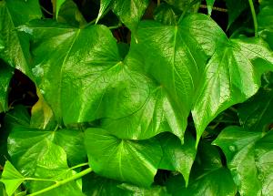 1 Cup Leaves Sweetpotato Leaves, Squash Leaves, Pumpkin Leaves, Chrysanthemum Leaves, Bean Leaves or Swamp Cabbage (Fat Not Added in Cooking)