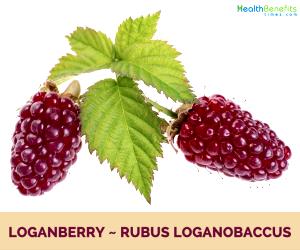 1 Cup Loganberries