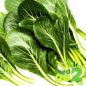 1 Cup Mustard Spinach, Raw (Tendergreen)