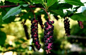 1 Cup Pokeberry Shoots, Raw