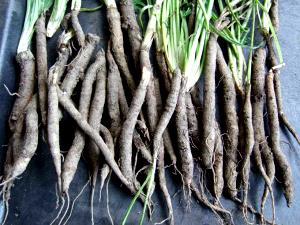 1 Cup Salsify, Boiled, No Salt (Oysterplant, Vegetable Oyster)