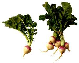 1 Cup Turnip Greens with Roots