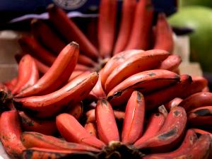 1 Fruit (7-1/4" Long) Fried Red Banana