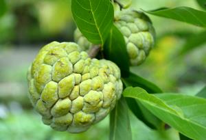 1 Fruit Sugar Apple, Raw (Sweetsop)