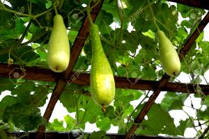 1 Gourd White-Flowered Gourd, Raw (Calabash)