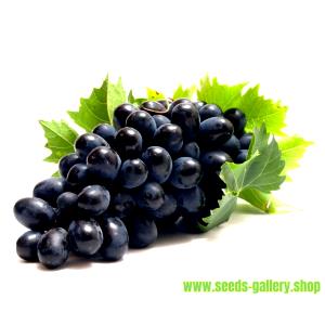 1 Grape, With Seeds, Yields European Type Grapes