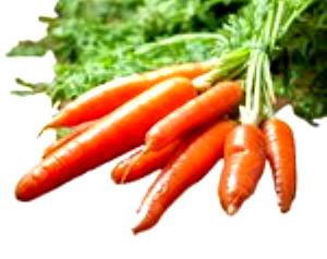 1 Large (7-1/4" To 8-1/2" Long) Carrots