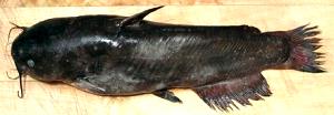 1 Large Bullhead (yield After Cooking, Bone Removed) Catfish