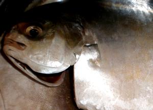 1 Large Butterfish (yield After Cooking, Bone Removed) Cooked Pompano