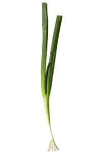 1 Large Cooked Young Green Onions (Fat Not Added in Cooking)