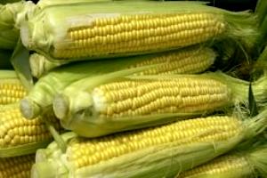 1 Large Ear (7-3/4" To 9" Long) Cooked Corn (from Fresh)