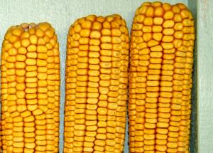 1 Large Ear (7-3/4" To 9" Long) Cooked Yellow and White Corn (Fat Not Added in Cooking)