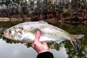 1 Lb American Shad (Fish)