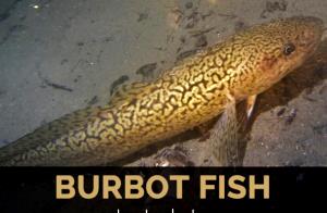 1 Lb Burbot (Fish) (Cooked, Dry Heat)