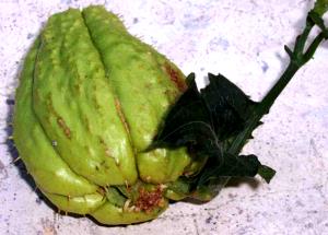 1 Lb Chayote (Fruit, with Salt, Drained, Boiled, Cooked)