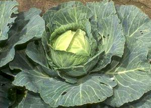 1 Lb Chinese Cabbage (Pe-Tsai) (Without Salt, Drained, Cooked, Boiled)