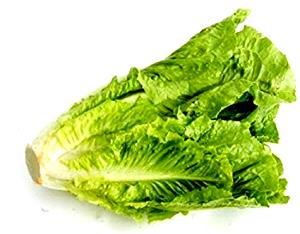 1 Lb Cos or Romaine Lettuce