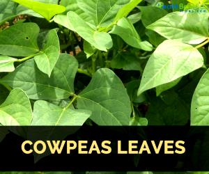 1 Lb Cowpeas Leafy Tips