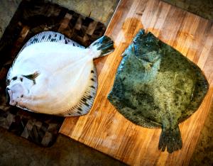 1 Lb European Turbot (Fish)