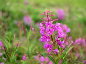 1 Lb Fireweed Leaves