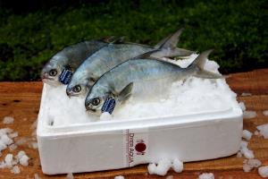 1 Lb Florida Pompano (Fish)