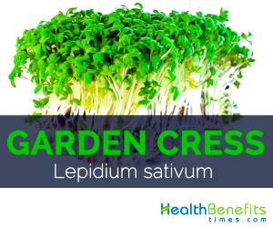 1 Lb Garden Cress (Without Salt, Drained, Cooked, Boiled)