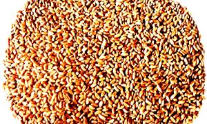 1 Lb Hard Red Winter Wheat