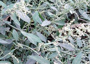 1 Lb Lambsquarters (Without Salt, Drained, Cooked, Boiled)