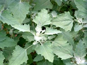 1 Lb Lambsquarters