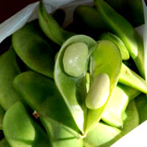 1 Lb Lima Beans (Immature Seeds, Without Salt, Drained, Cooked, Boiled)