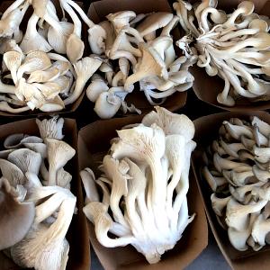 1 Lb Oyster Mushroom