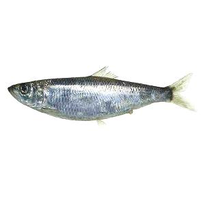 1 Lb Pacific Herring Fish