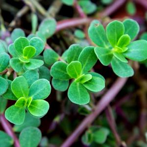 1 Lb Purslane